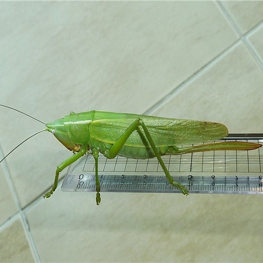 베짱이 The Grasshoppers